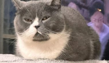 What to Do If Your Cat Has Watery Eyes and Discharge - Pet Encyclopedia