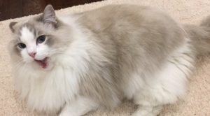 Will Ragdoll Cats Still Howl After Neutering?