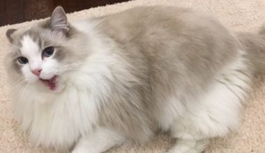Will Ragdoll Cats Still Howl After Neutering? - Pet Encyclopedia