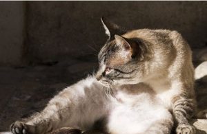 Does Cat Ringworm Need Daily Medication?