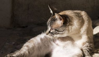 Does Cat Ringworm Need Daily Medication? - Pet Encyclopedia