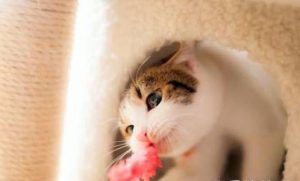 What to Do If Your Cat's Paw Is Bleeding?