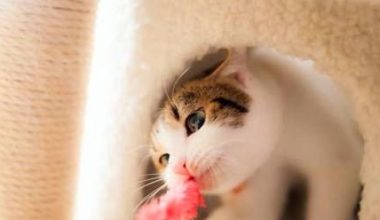 What to Do If Your Cat’s Paw Is Bleeding? - Pet Encyclopedia