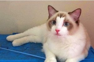 How to Treat a Cat's Paw Injury at Home