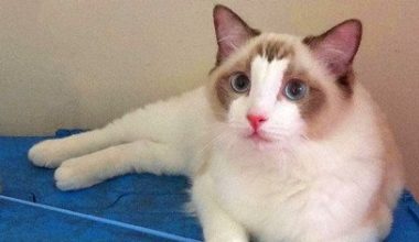How to Treat a Cat’s Paw Injury at Home - Pet Encyclopedia