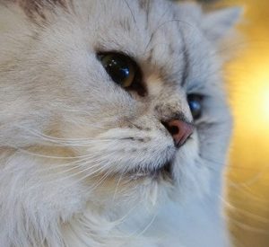 How to Treat a Cat's Wound