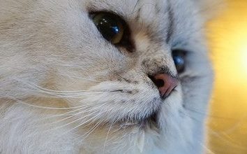 How to Treat a Cat’s Wound - Pet Encyclopedia
