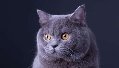 How to Help Blue Cats with Diarrhea - Pet Encyclopedia