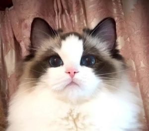 How to Help Ragdoll Cats Develop Fuller Cheeks and Coat