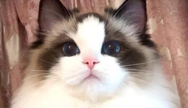 How to Help Ragdoll Cats Develop Fuller Cheeks and Coat - Pet Encyclopedia