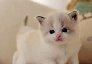 Does Cat Milk Scab Heal on Its Own?