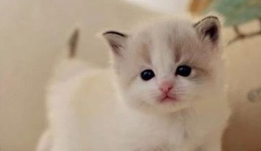 Does Cat Milk Scab Heal on Its Own? - Pet Encyclopedia