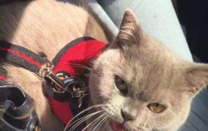 Is Hairballing Painful for Cats, and How Can You Help?
