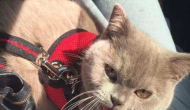 Is Hairballing Painful for Cats, and How Can You Help? - Pet Encyclopedia