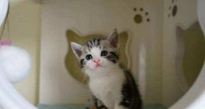 How to Handle Severe Hair Loss in American Shorthair Cats