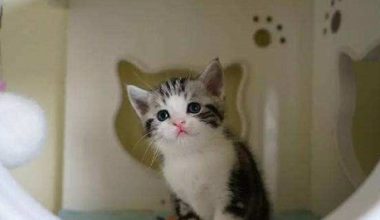 How to Handle Severe Hair Loss in American Shorthair Cats - Pet Encyclopedia