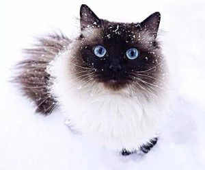 Benefits of Sunbathing for Cats