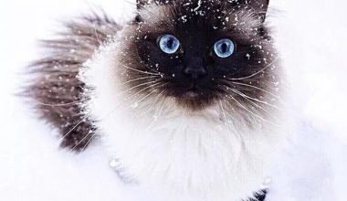 Benefits of Sunbathing for Cats - Pet Encyclopedia