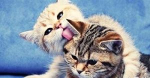 Why Do Cats Lick Their Fur Daily?