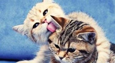 Why Do Cats Lick Their Fur Daily? - Pet Encyclopedia