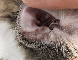 Is Cat Ear Mite Difficult to Treat?