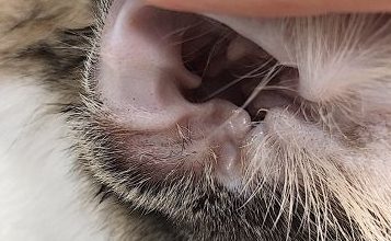 Is Cat Ear Mite Difficult to Treat? - Pet Encyclopedia
