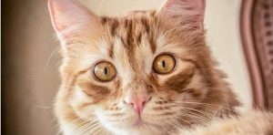 Differences Between Dirty Ears and Ear Mites in Cats
