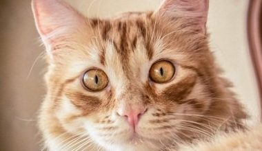 Differences Between Dirty Ears and Ear Mites in Cats - Pet Encyclopedia