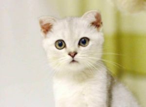 Can Female Cats Be Spayed During Estrus?