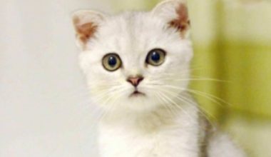 Can Female Cats Be Spayed During Estrus? - Pet Encyclopedia