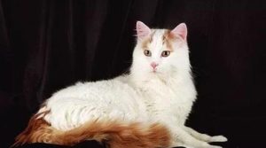 How to Manage Cat Hair Issues
