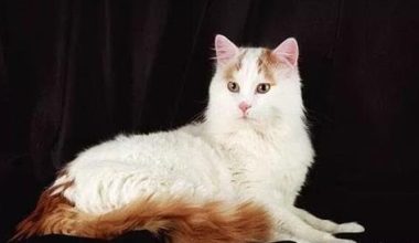 How to Manage Cat Hair Issues and the Benefits of Lecithin for Cats - Pet Encyclopedia