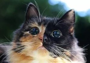 What to Do If Your Tortoiseshell Cat Has Persistent Diarrhea
