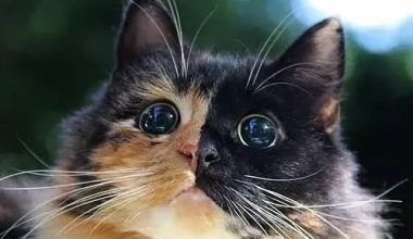What to Do If Your Tortoiseshell Cat Has Persistent Diarrhea - Pet Encyclopedia