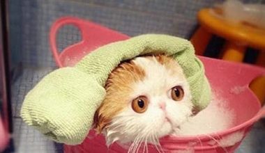 How to Give a Cat a Medicated Bath for Ringworm and How Long Does It Take to Heal? - Pet Encyclopedia