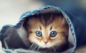 How to Bandage a Cat's Paw and Forelimb
