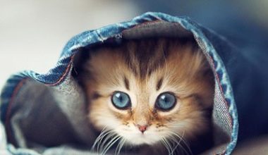 How to Bandage a Cat’s Paw and Forelimb - Pet Encyclopedia