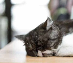 After a cat has undergone medicated bathing for ringworm