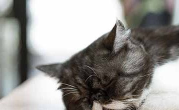 After a cat has undergone medicated bathing for ringworm, it is advisable to use topical - Pet Encyclopedia