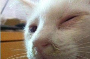 Can a Mother Cat with Feline Rhinotracheitis Infect Her Kittens?