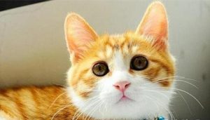 Cats' behaviors that are not just being affectionate but a cry for help!