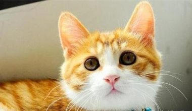 Cats’ behaviors that are not just being affectionate but a cry for help! - Pet Encyclopedia