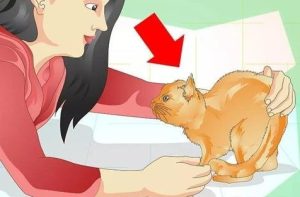 How to Stop Cats from Urinating Everywhere?