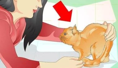 How to Stop Cats from Urinating Everywhere? - Pet Encyclopedia