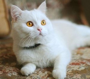 Can Cats Eat Lactulose? How Much Lactulose Can a Cat Have?