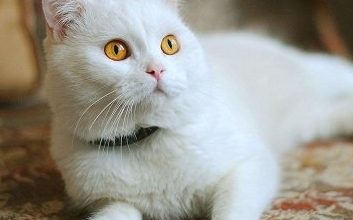 Can Cats Eat Lactulose? How Much Lactulose Can a Cat Have? - Pet Encyclopedia