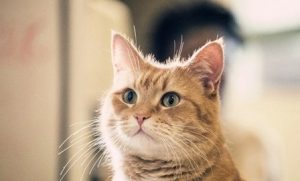 American Shorthair Cats: Standard Face Shape and Cheek Development