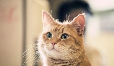 American Shorthair Cats: Standard Face Shape and Cheek Development - Pet Encyclopedia