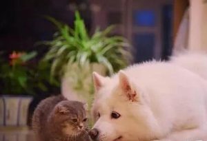 Why Do Cats Urinate on Beds?