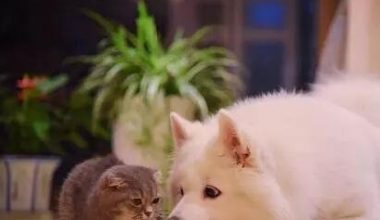 Why Do Cats Urinate on Beds? Six Key Reasons to Know! - Pet Encyclopedia